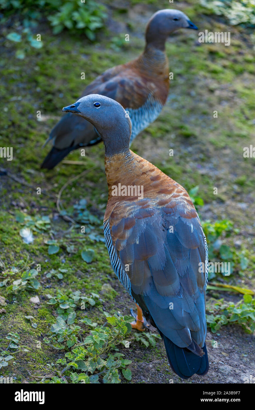 Ashy-headed Goose a Slimbridge Foto Stock