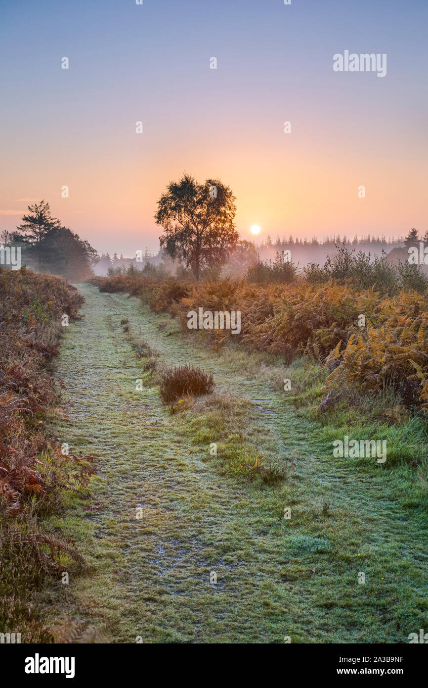 Autunno tramonto su una pista erbosa attraverso bracken nel Galles del Sud. Foto Stock