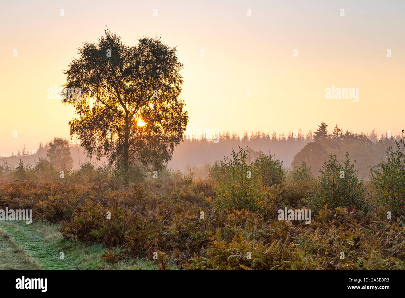 Autunno alba bracken nel Galles del Sud. Foto Stock
