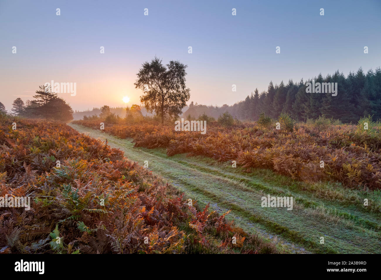 Autunno tramonto su una pista erbosa attraverso bracken nel Galles del Sud. Foto Stock