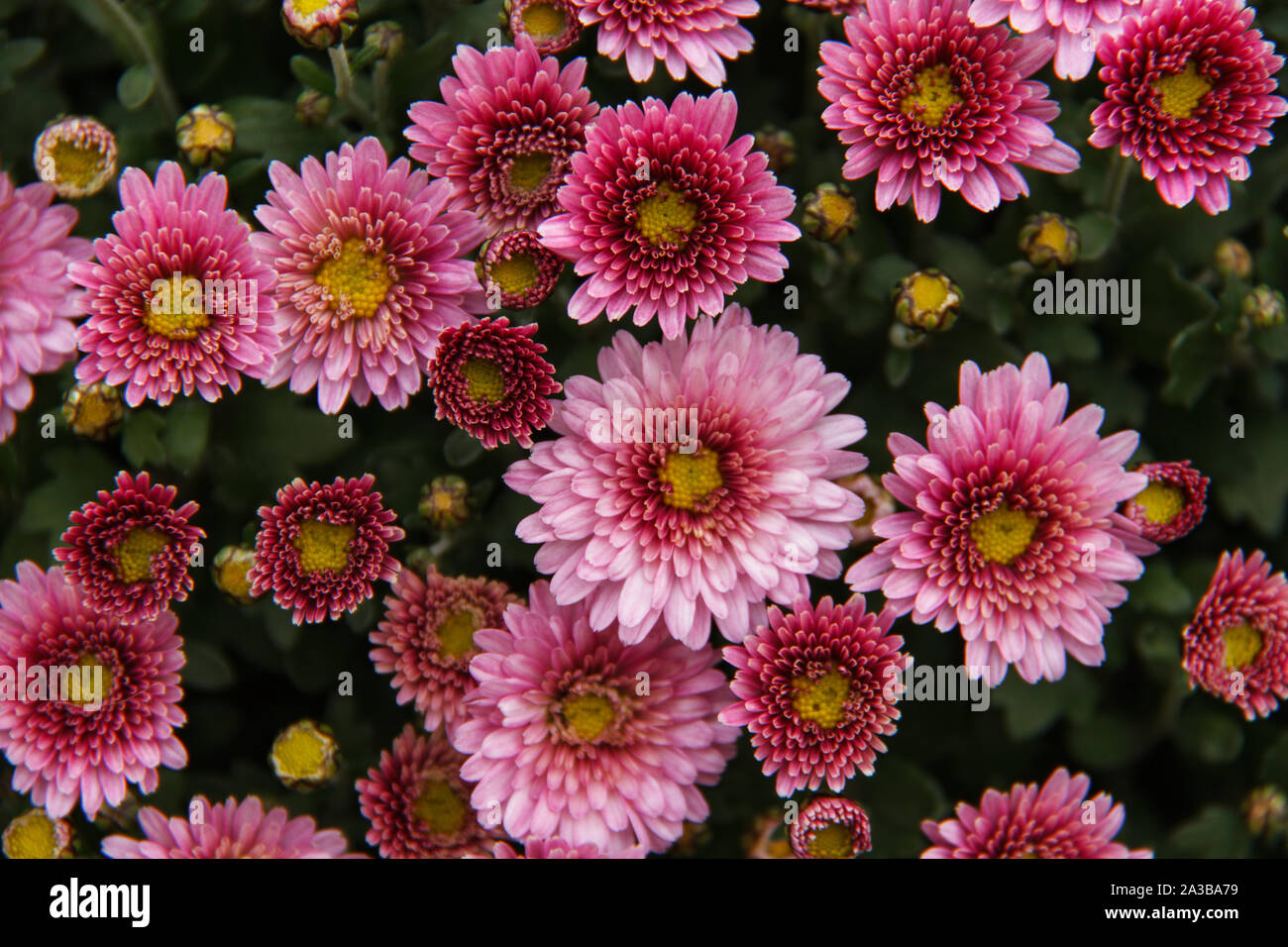 Colori d'autunno mamme o crisantemi per fiori sfondo. Bouquet di autunno. Foto Stock