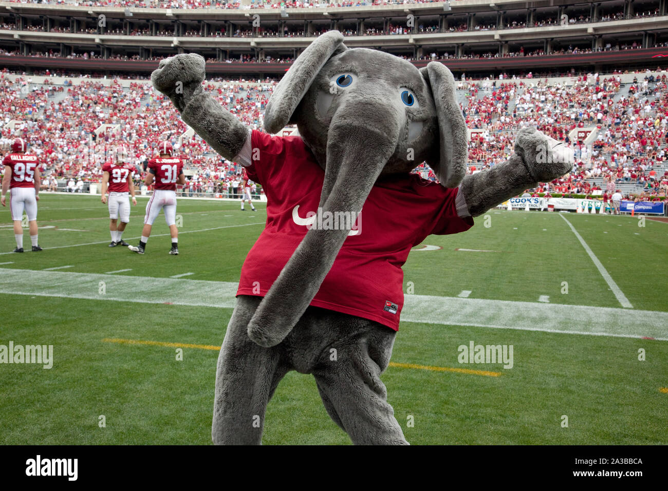 Dal 1930, Big Al, l'Alabama Crimson Tide di calcio mascotte del team ha allietato la squadra alla vittoria presso la University of Alabama, Tuscaloosa, Alabama Foto Stock