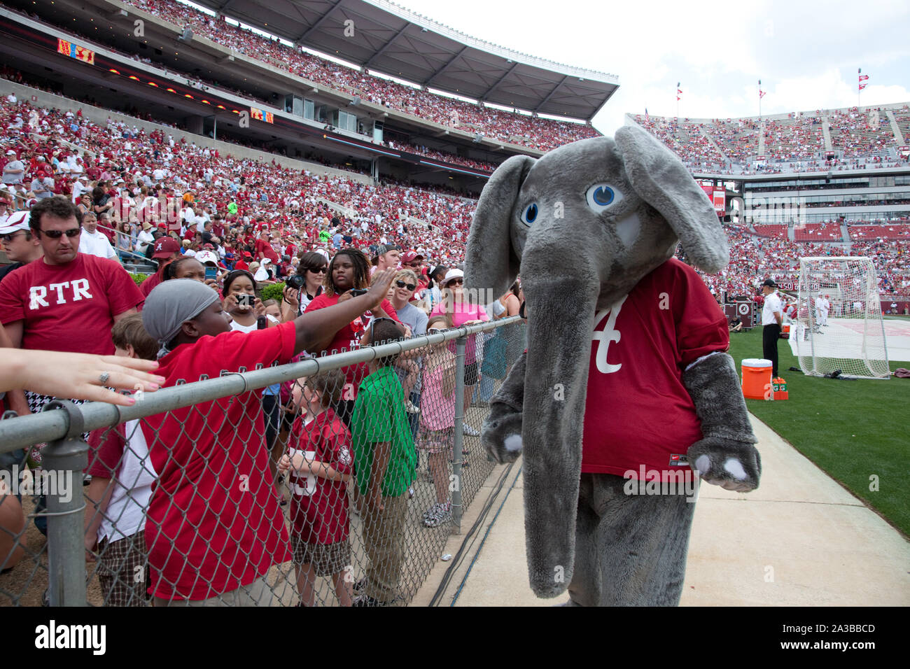 Dal 1930, Big Al, l'Alabama Crimson Tide di calcio mascotte del team ha allietato la squadra alla vittoria presso la University of Alabama, Tuscaloosa, Alabama Foto Stock