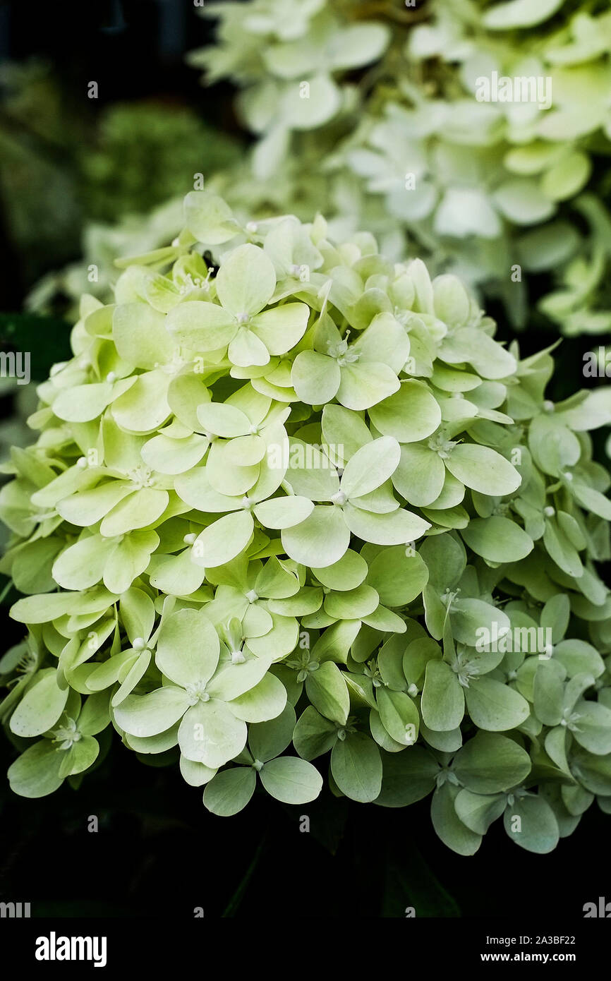 Hydrangea paniculata Limelight sul display e sulla vendita in un giardino centrale. Foto Stock