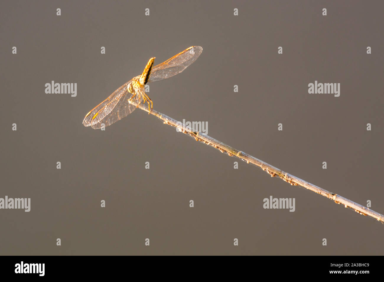 Libellula gialla seduti su un prato verde nella luce solare naturale Foto Stock