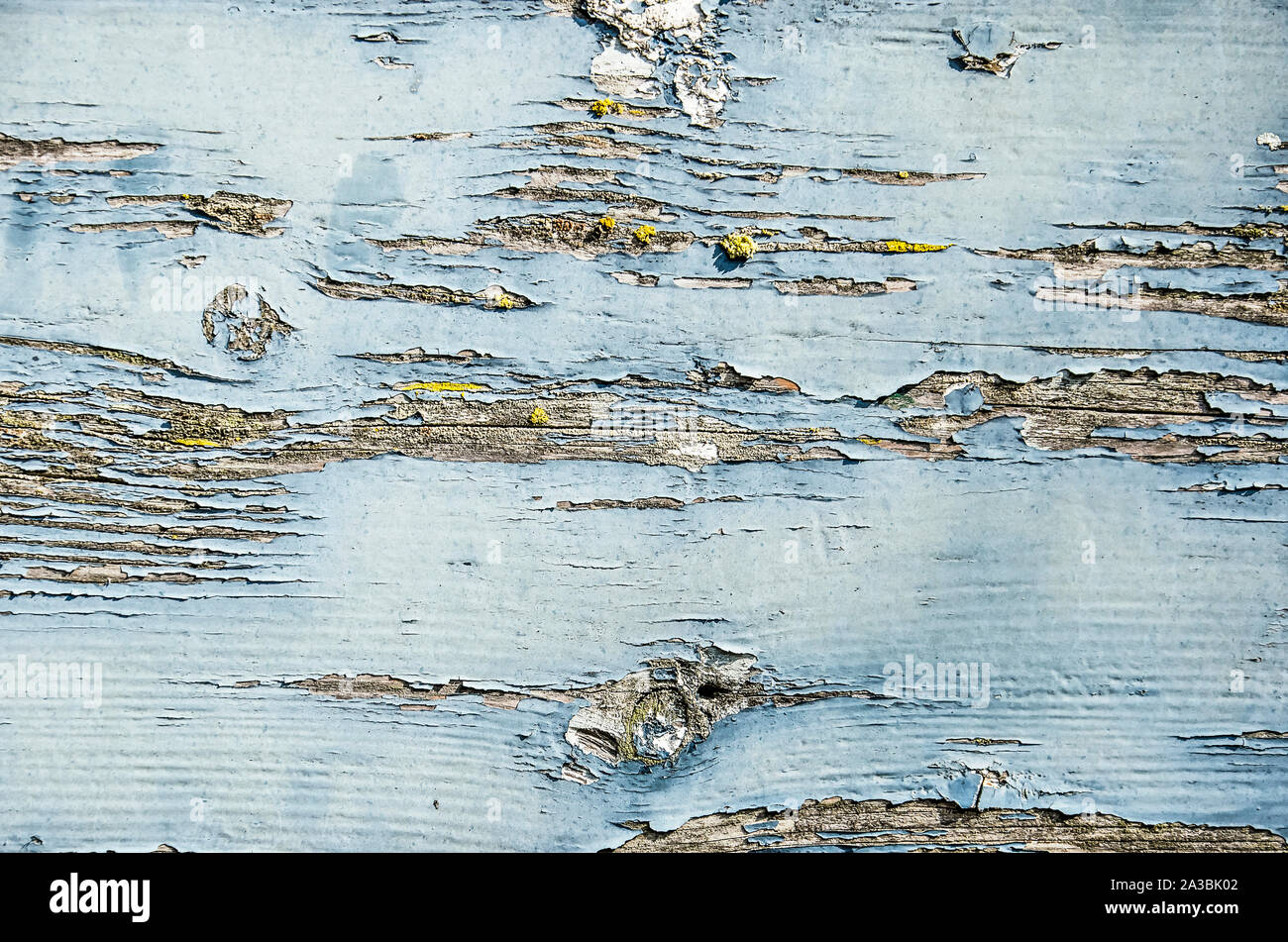 Close-up di un weathered superficie in legno con luce vernice blu, spellatura e esponendo un sottofondo grigiastro Foto Stock