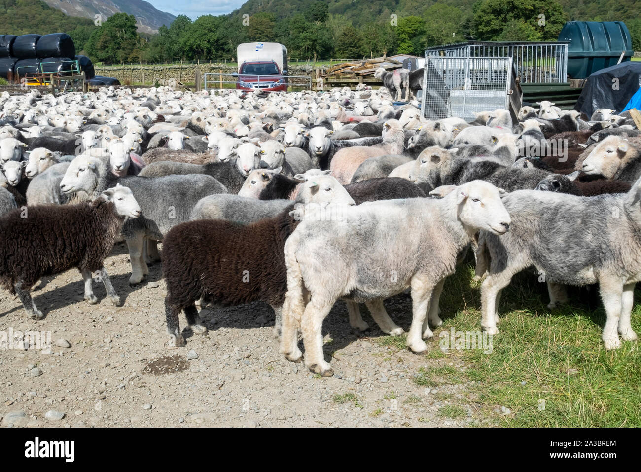 Gregge di pecore di Herdwick a penna in una fattoria in estate Borrowdale Lake District National Park Cumbria Inghilterra Regno Unito GB Gran Bretagna Foto Stock
