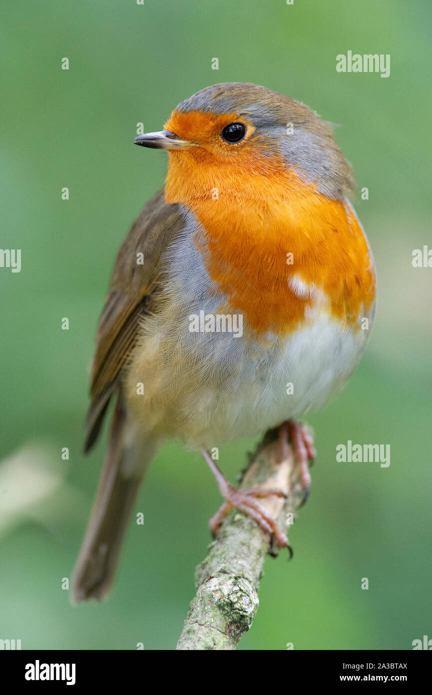 Un Pettirosso o Unione Robin (Erithacus rubecula) a bassa Tophill Riserva Naturale in East Yorkshire Foto Stock