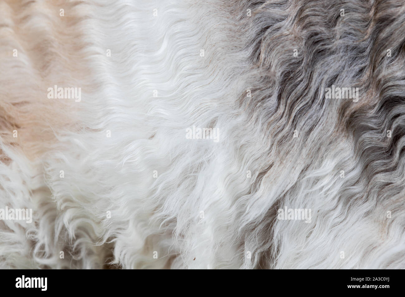 Texture di sfondo curly-pelose pelo di gatto, lana close up Foto Stock