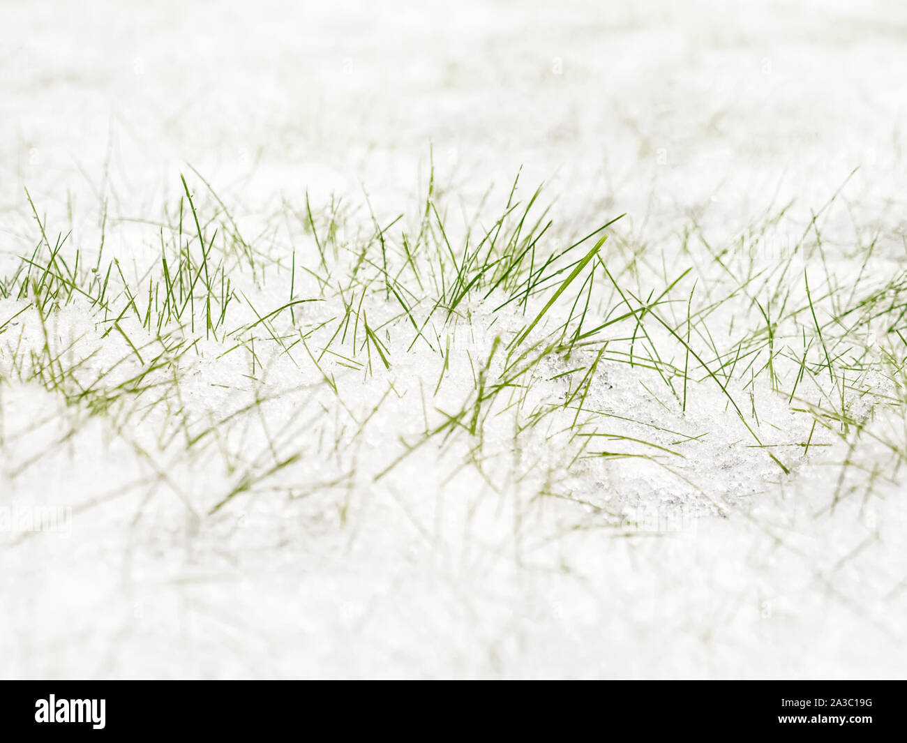 La meteorologia, previsioni. Il bianco della neve sullo sfondo. Erba verde coperto di neve bianca. Il congelamento in autunno. Specifiche di stagione in autunno. Nevicava in autunno. Foto Stock