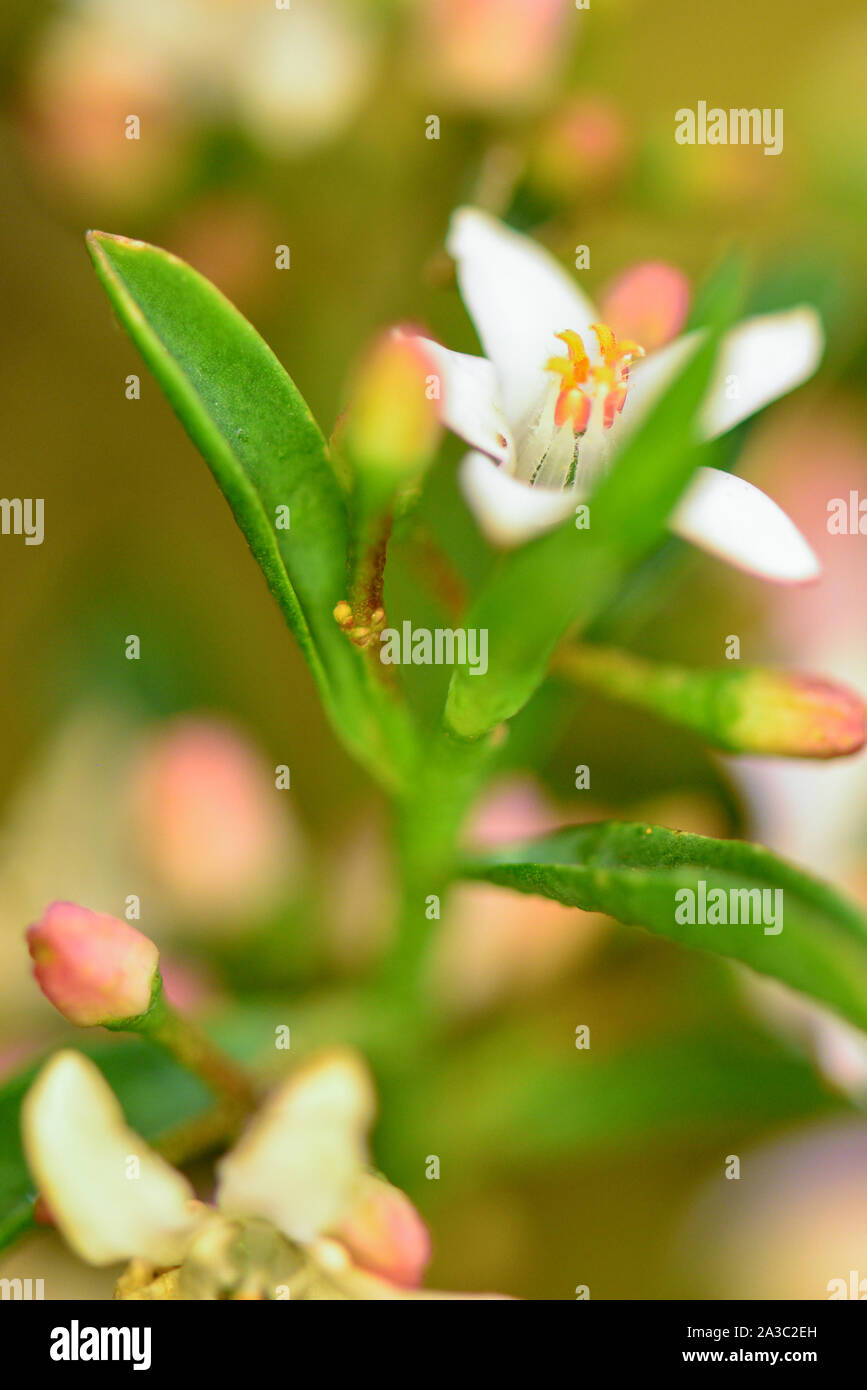 Fiore bianco close up dei nativi australiani fiore Foto Stock
