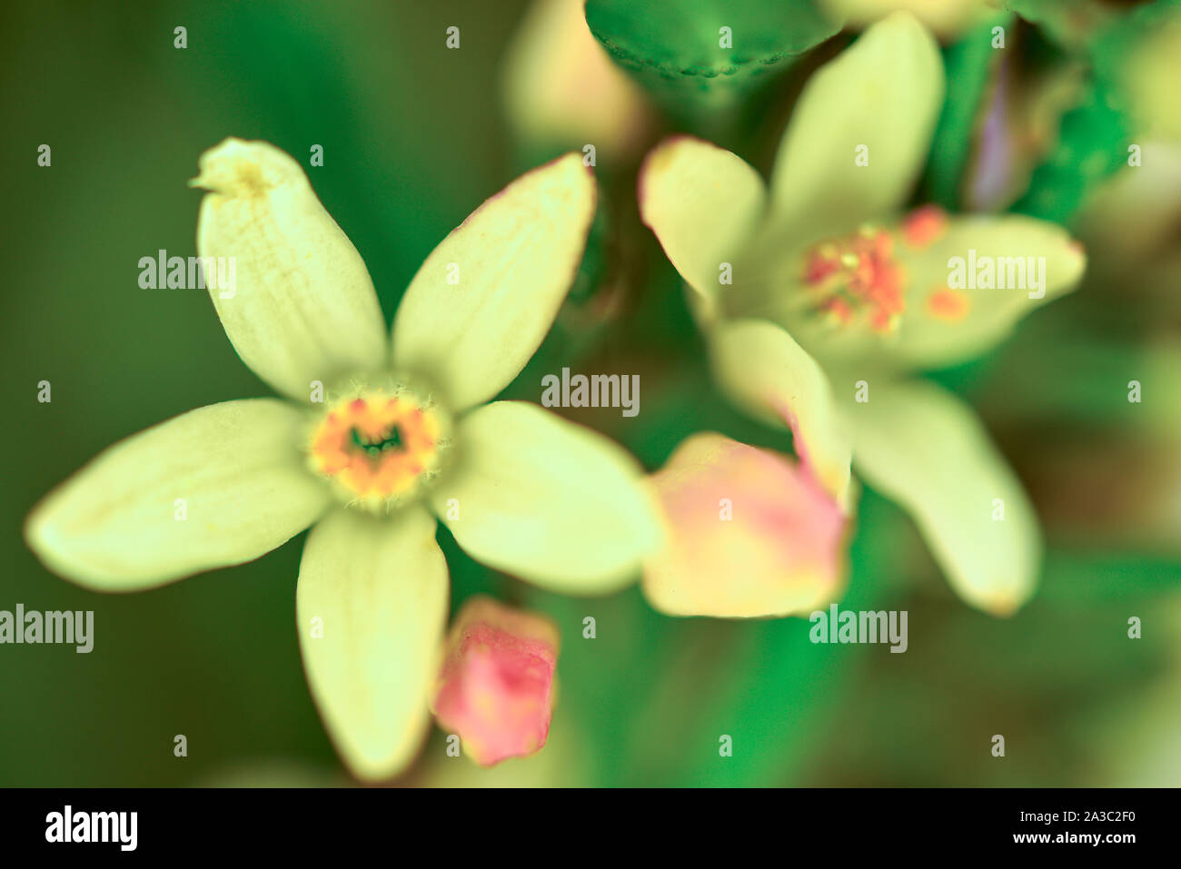 Fiore bianco close up dei nativi australiani fiore Foto Stock