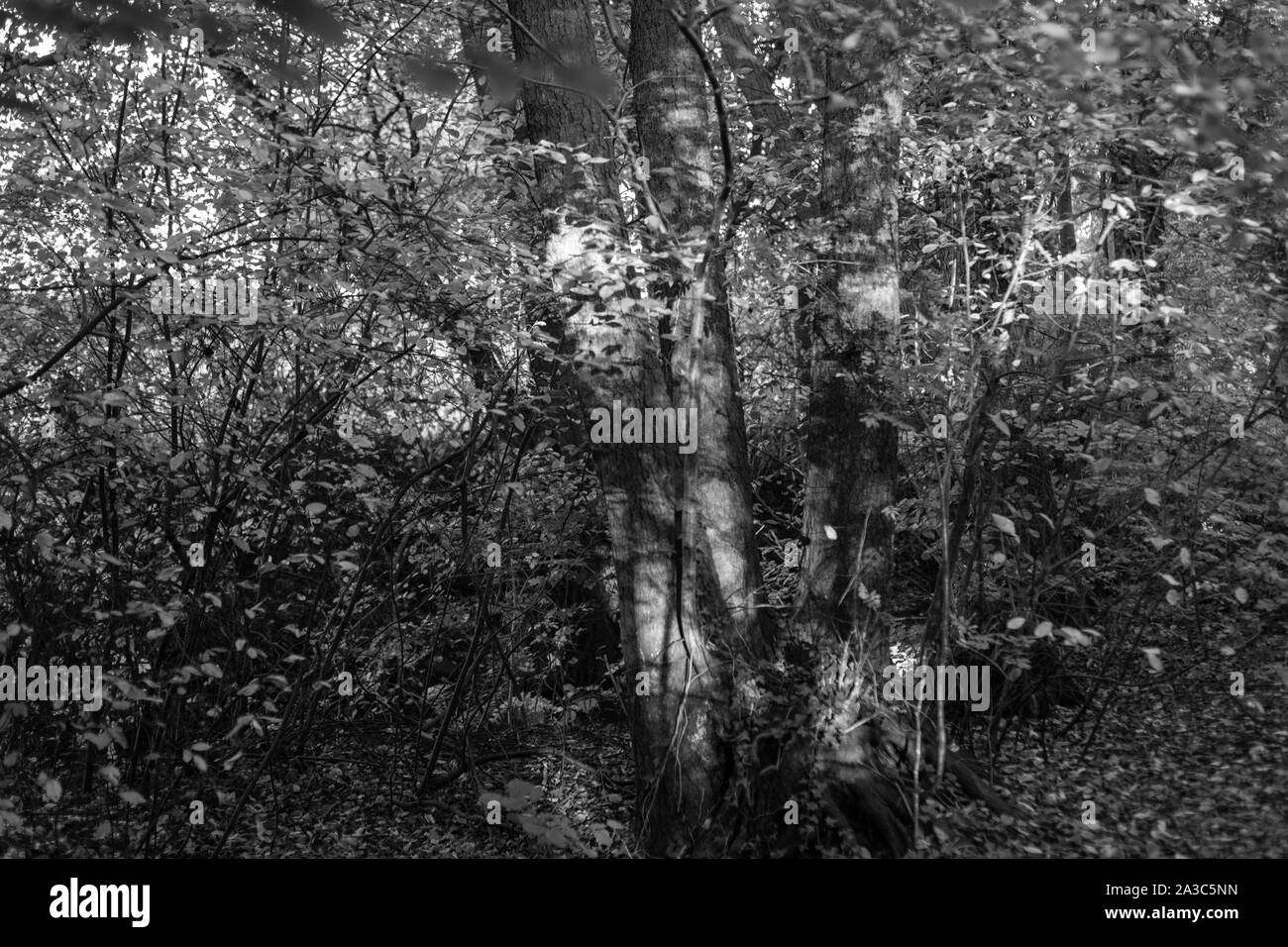 In bianco e nero riprese di una bellissima e antica foresta in Germania Foto Stock