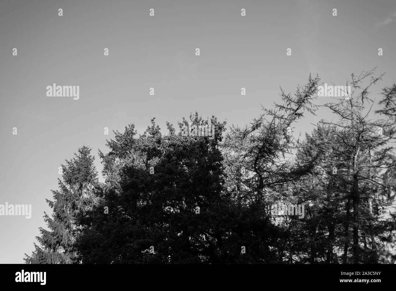 In bianco e nero riprese di una bellissima e antica foresta in Germania Foto Stock