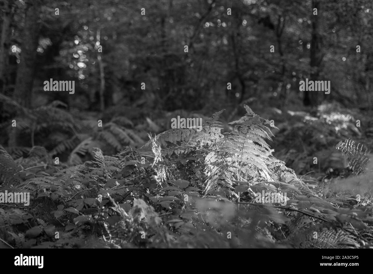 In bianco e nero riprese di una bellissima e antica foresta in Germania Foto Stock