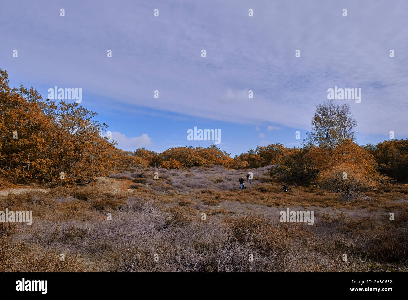 Ragazzi in bici in salita di erica viola le dune. Foto Stock