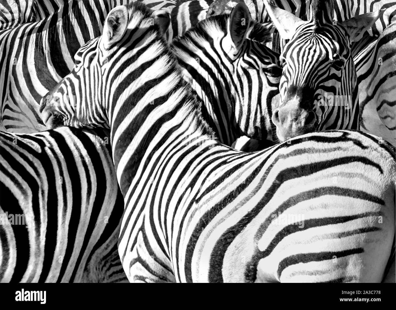 Fauna africana animali Foto Stock