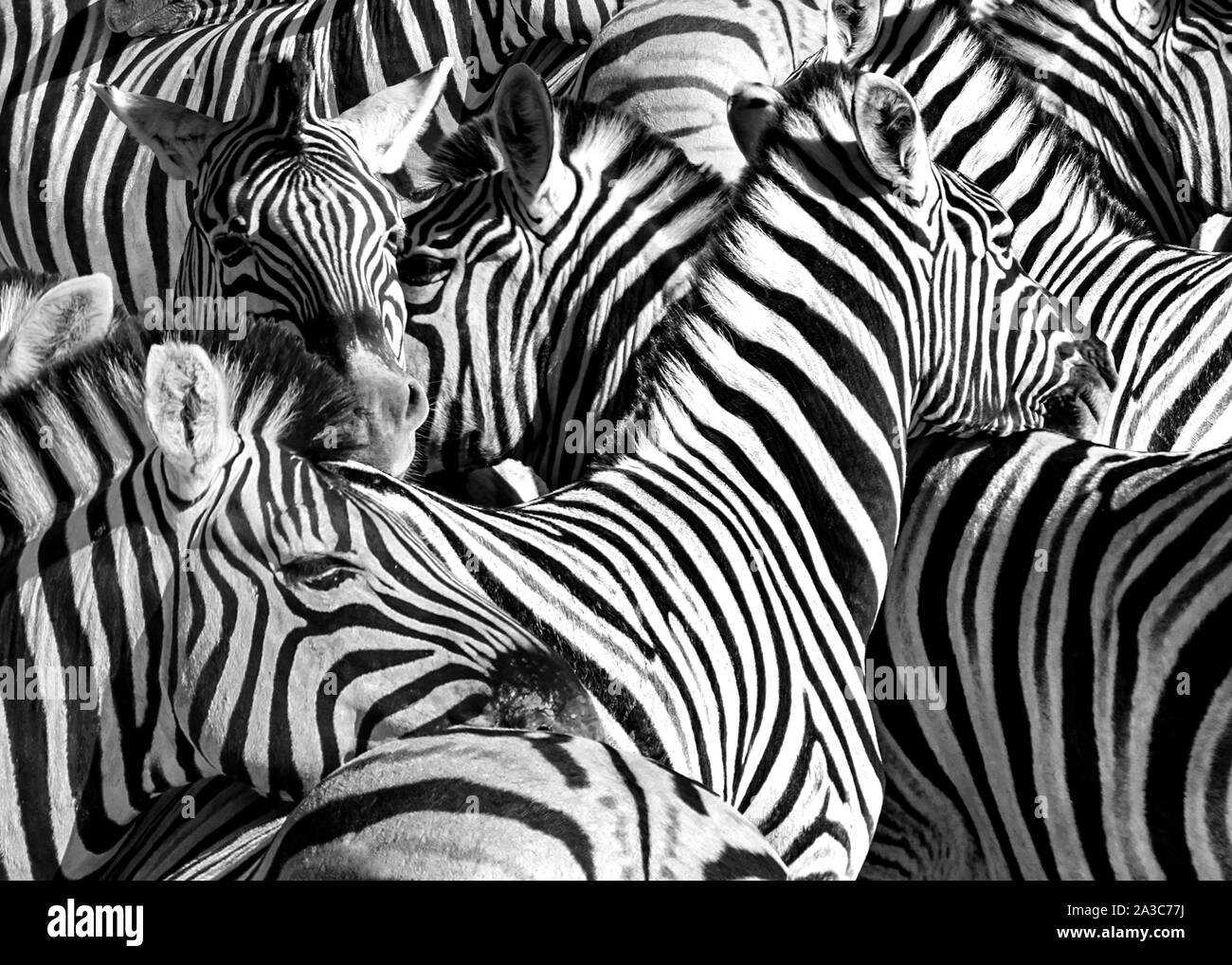 Fauna africana animali Foto Stock