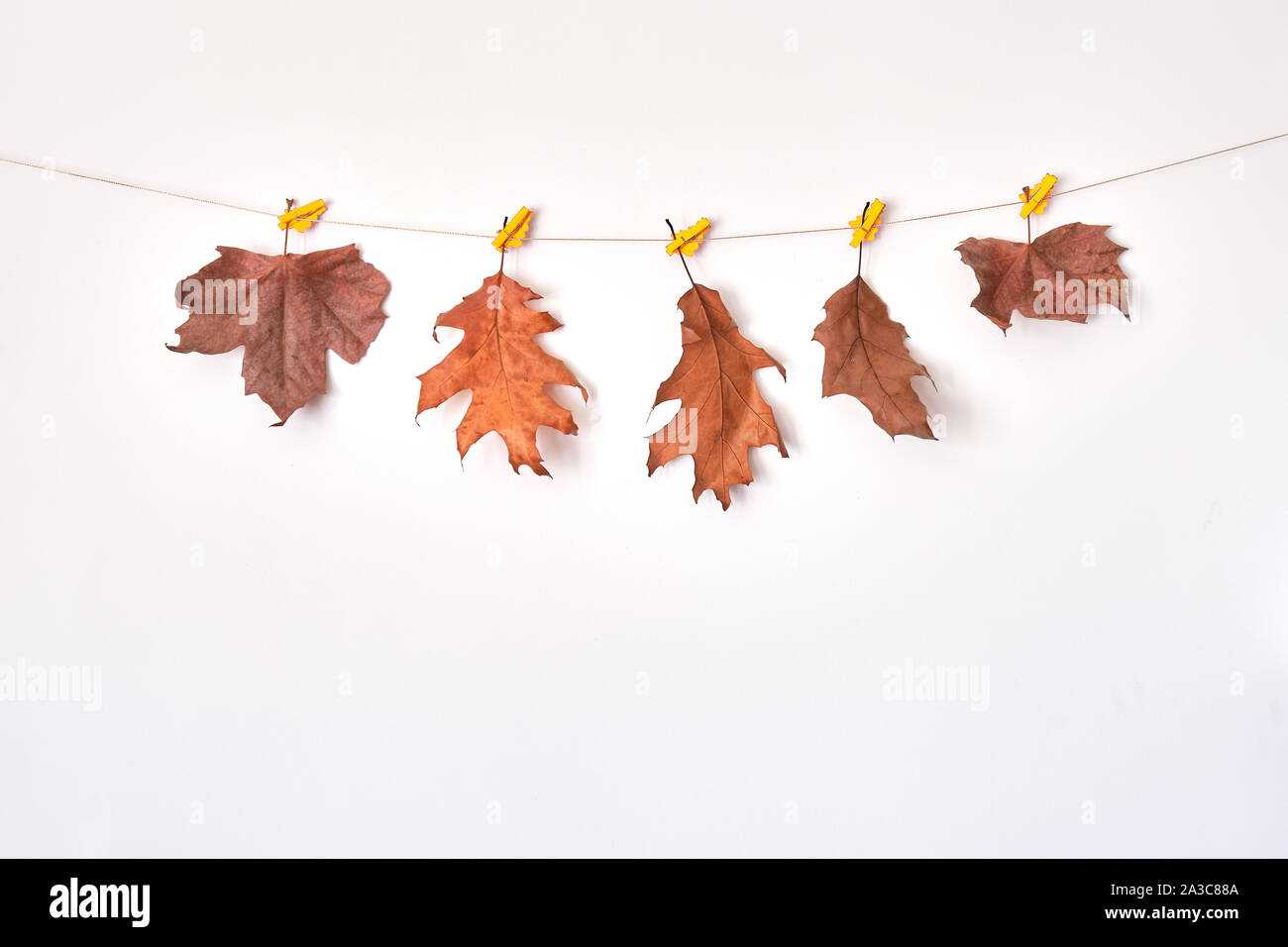 Composizione di autunno con secchi di quercia rossa e foglie di acero pendente da una stringa su sfondo grigio chiaro. In autunno, il concetto di caduta, piatto di laici che, vista dall'alto, copia Foto Stock
