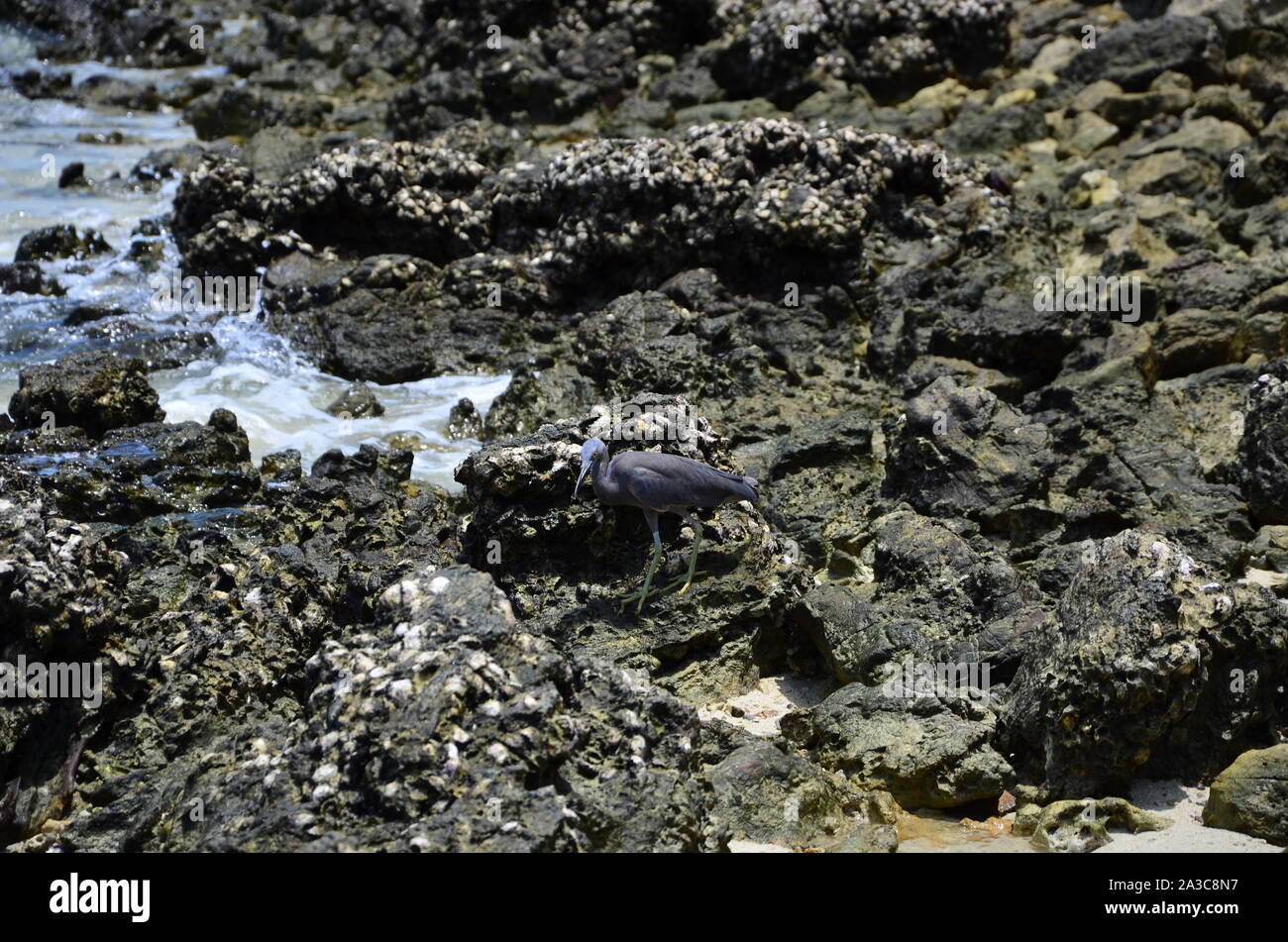 Il granchio ridotta sulla roccia Foto Stock