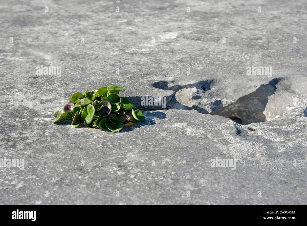 Il Burren Clare Irlanda Foto Stock