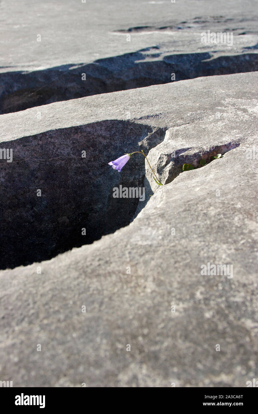 Il Burren Clare Irlanda Foto Stock