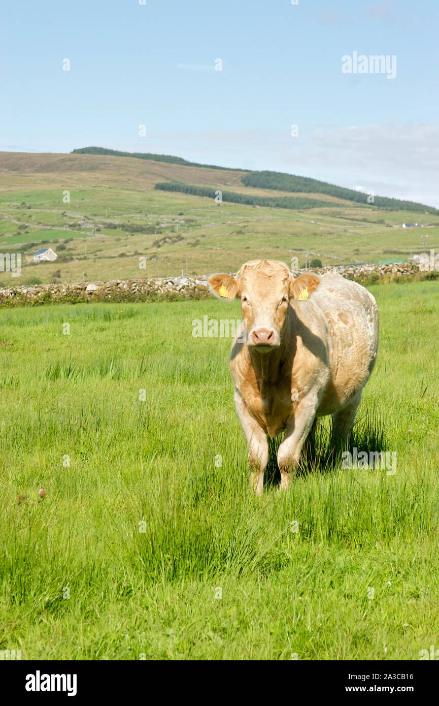 Charolais capi di bestiame in Irlanda Foto Stock