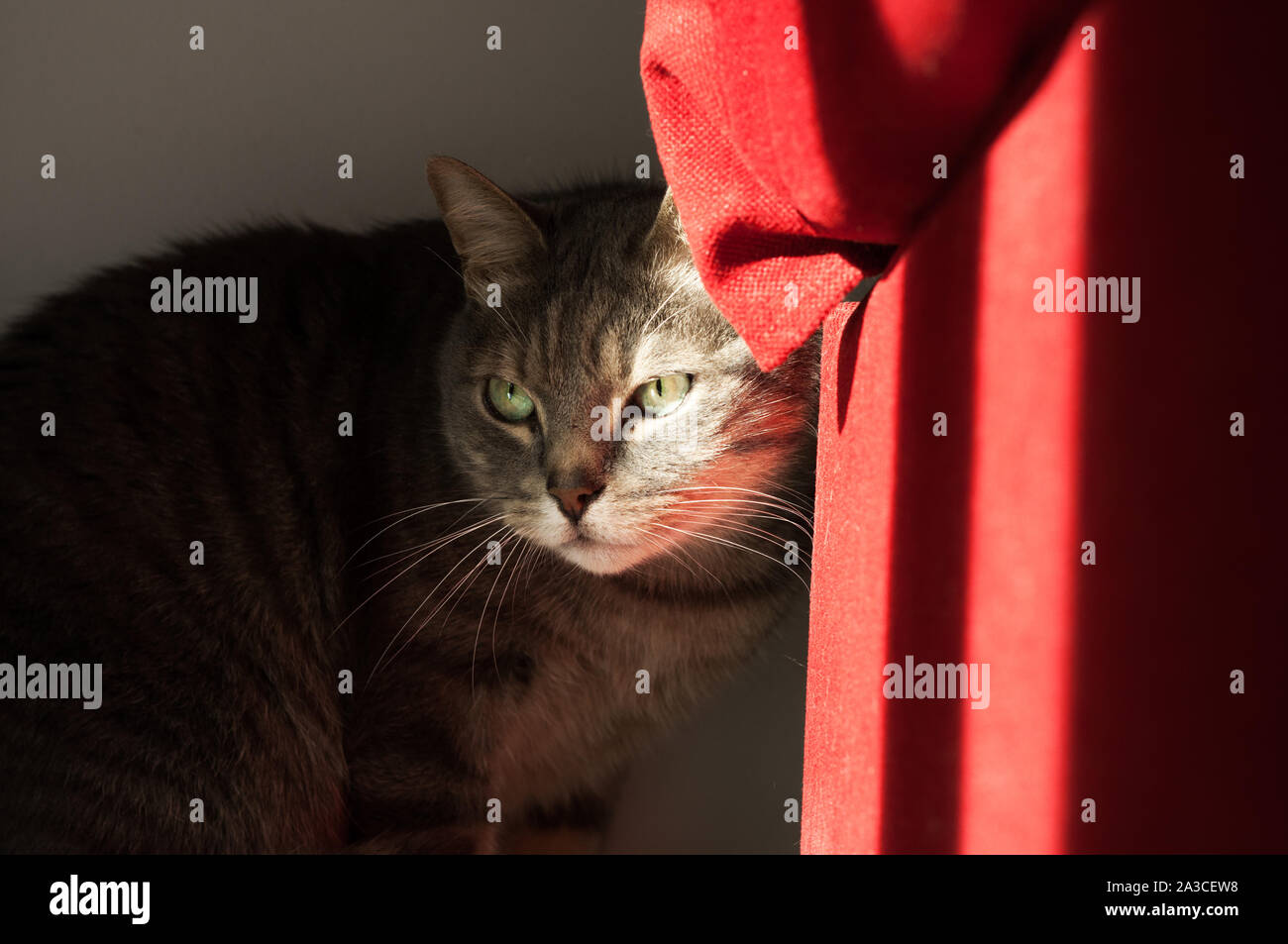 Bella timido gatto nascosto dietro un divano rosso. Un raggio di luce sui suoi occhi verdi Foto Stock