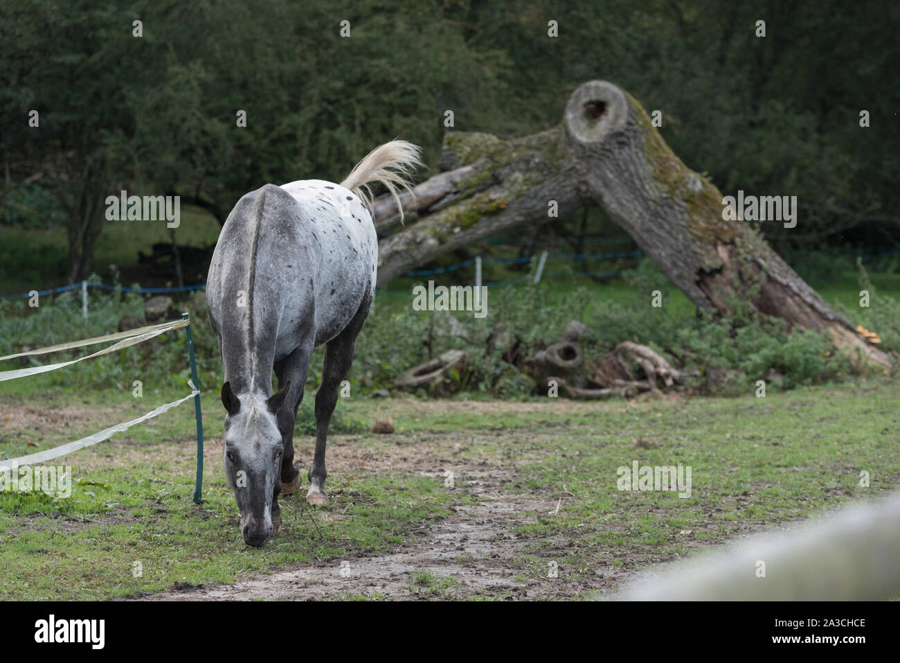 Alimentazione del cavallo nel fienile maneggio Foto Stock