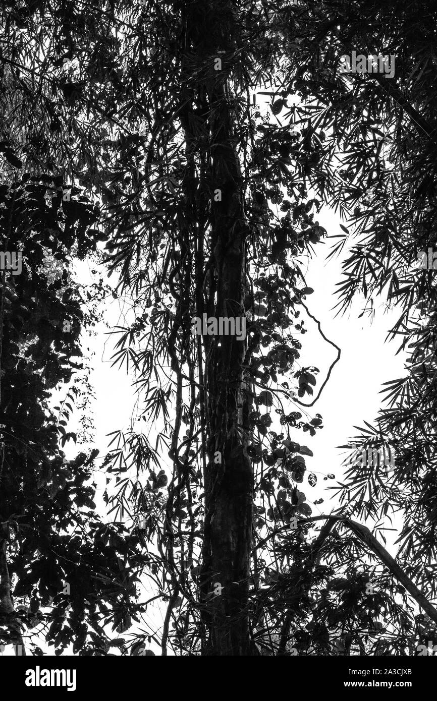 Dark in bianco e nero jungle silhouette in Khao Sok national park, Thailandia Foto Stock