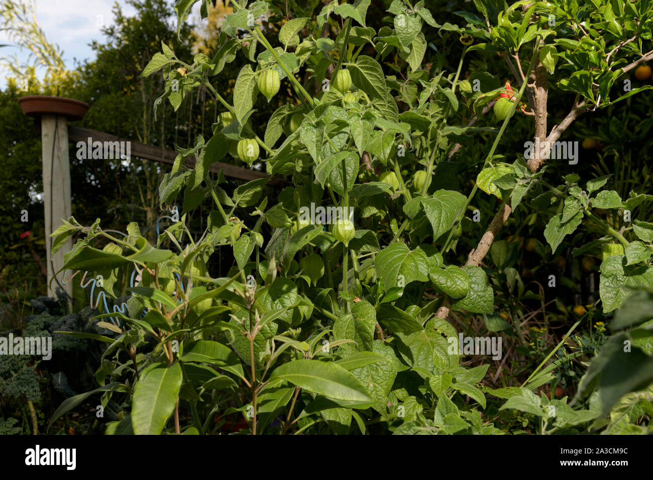 Ribes del capo (Physalis peruvianagrowing) sulla boccola in giardino suburbano. Foto Stock