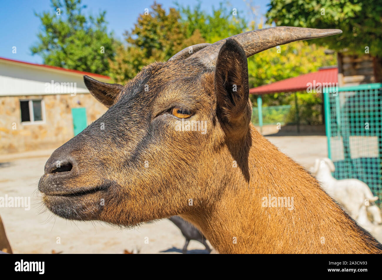 Capra per adulti nel giardino zoologico. Ritratto nella voliera Foto Stock