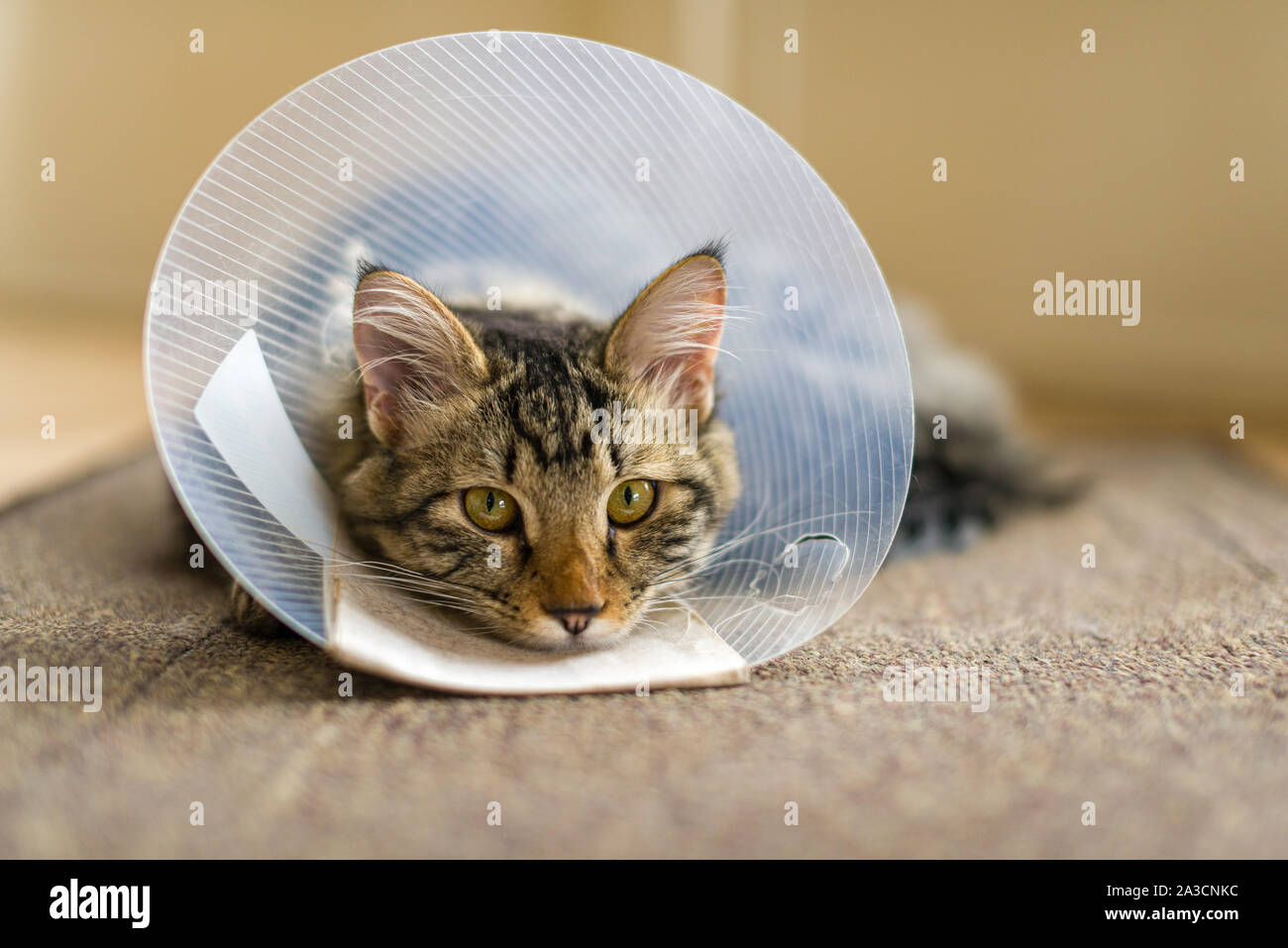 Un gatto domestico con un collare in plastica attorno al cono della sua testa dopo la chirurgia per impedire le operazioni di toletta. Spesso chiamato un cono della vergogna, Elizabethan collare. Foto Stock