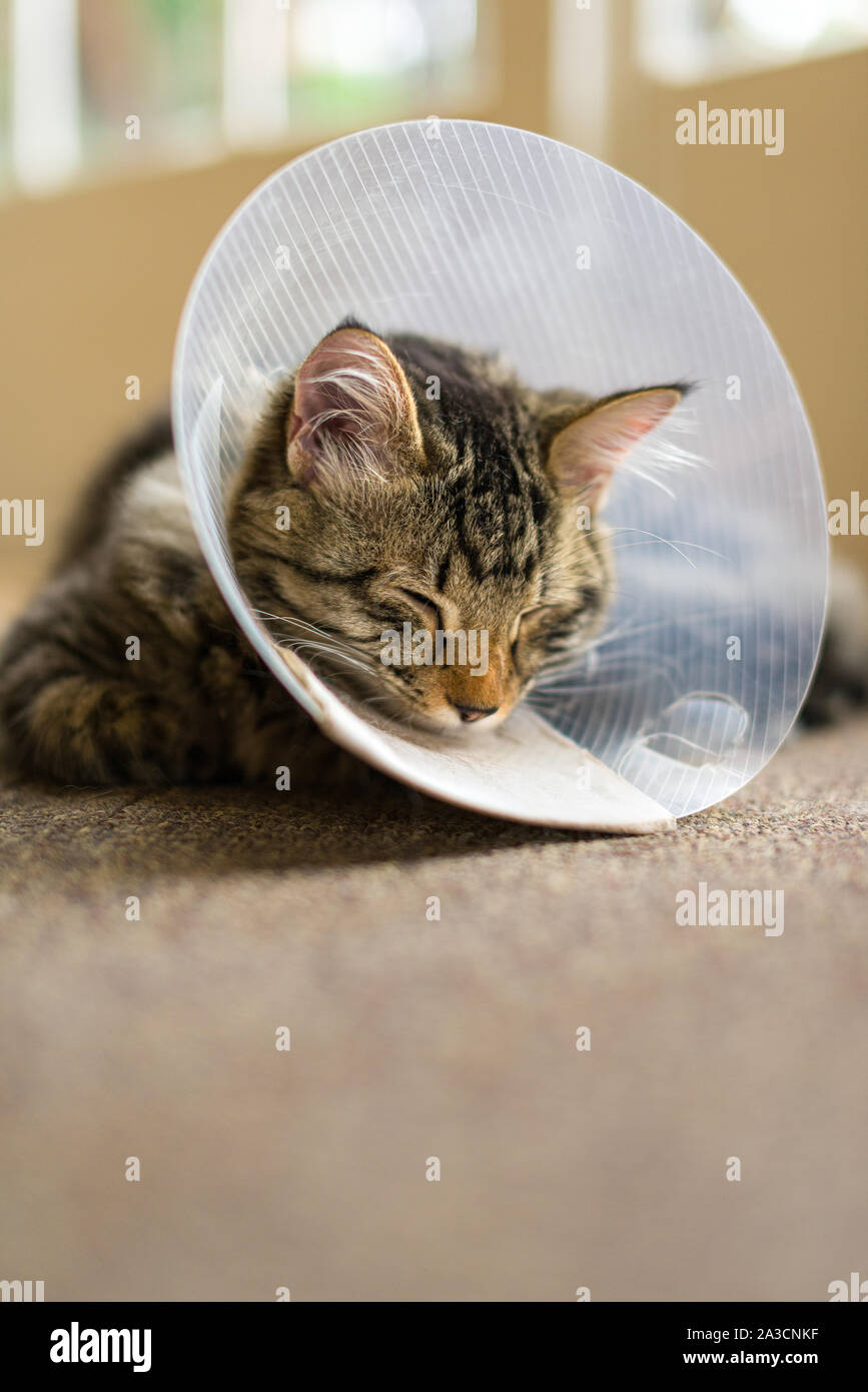 Un gatto domestico con un collare in plastica attorno al cono della sua testa dopo la chirurgia per impedire le operazioni di toletta. Spesso chiamato un cono della vergogna, Elizabethan collare. Foto Stock