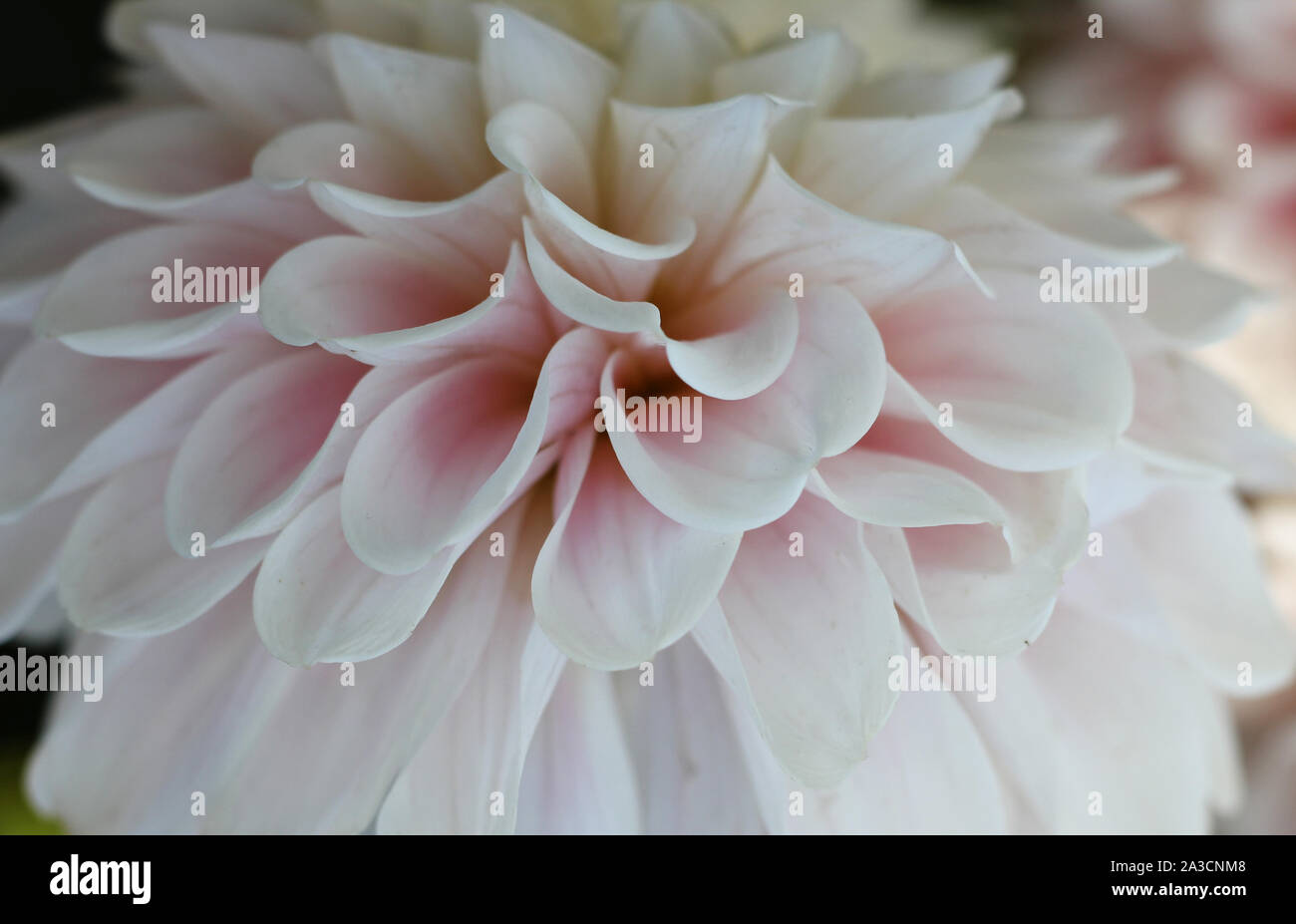 Dettaglio bianco della dahlia. Dettagli di colore rosa tenue sul fondo dei petali. Vista macro. Foto Stock