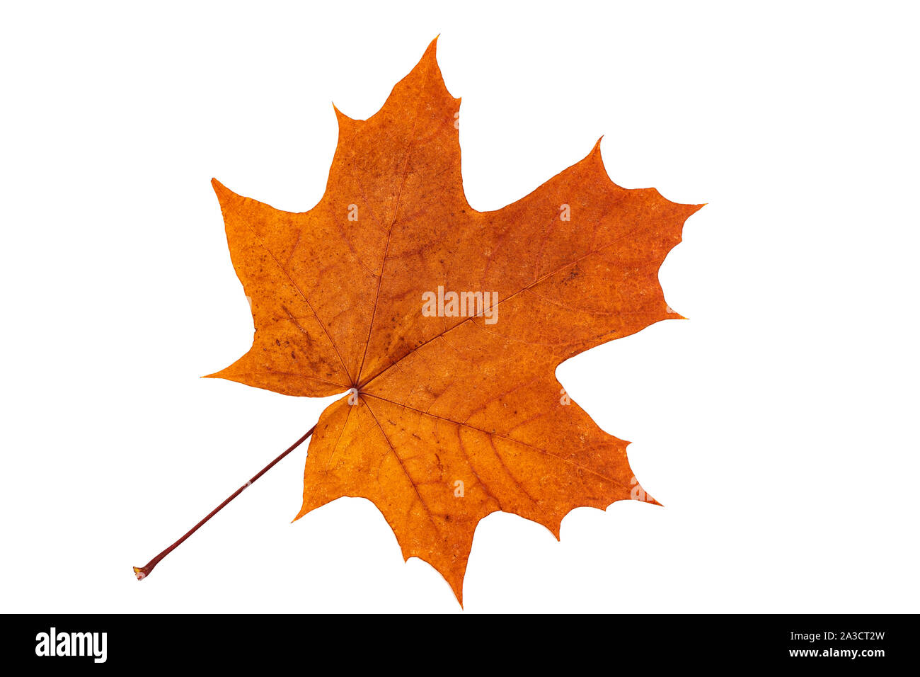 Autunno Foglia di acero isolato su uno sfondo bianco. Erbario, arancio, rosso Foglie di autunno. Vista dall'alto. Foto ad alta risoluzione. Foto Stock