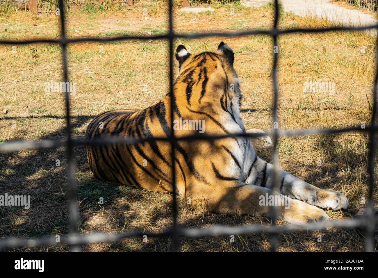 Adulti in tiger zoo dietro il recinto Foto Stock