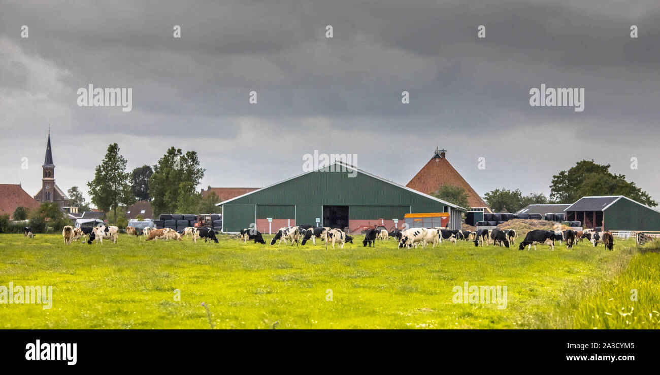 Dairy Farm sulla campagna olandese con Frisone bovini di razza Holstein in primo piano Foto Stock