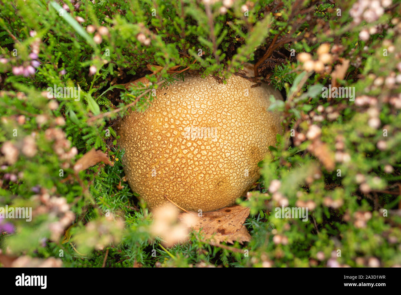 Earthball comune (Scleroderma citrinum o messa a terra comune sfera) funghi che crescono tra heather a Surrey brughiera sito, UK, durante l'autunno Foto Stock