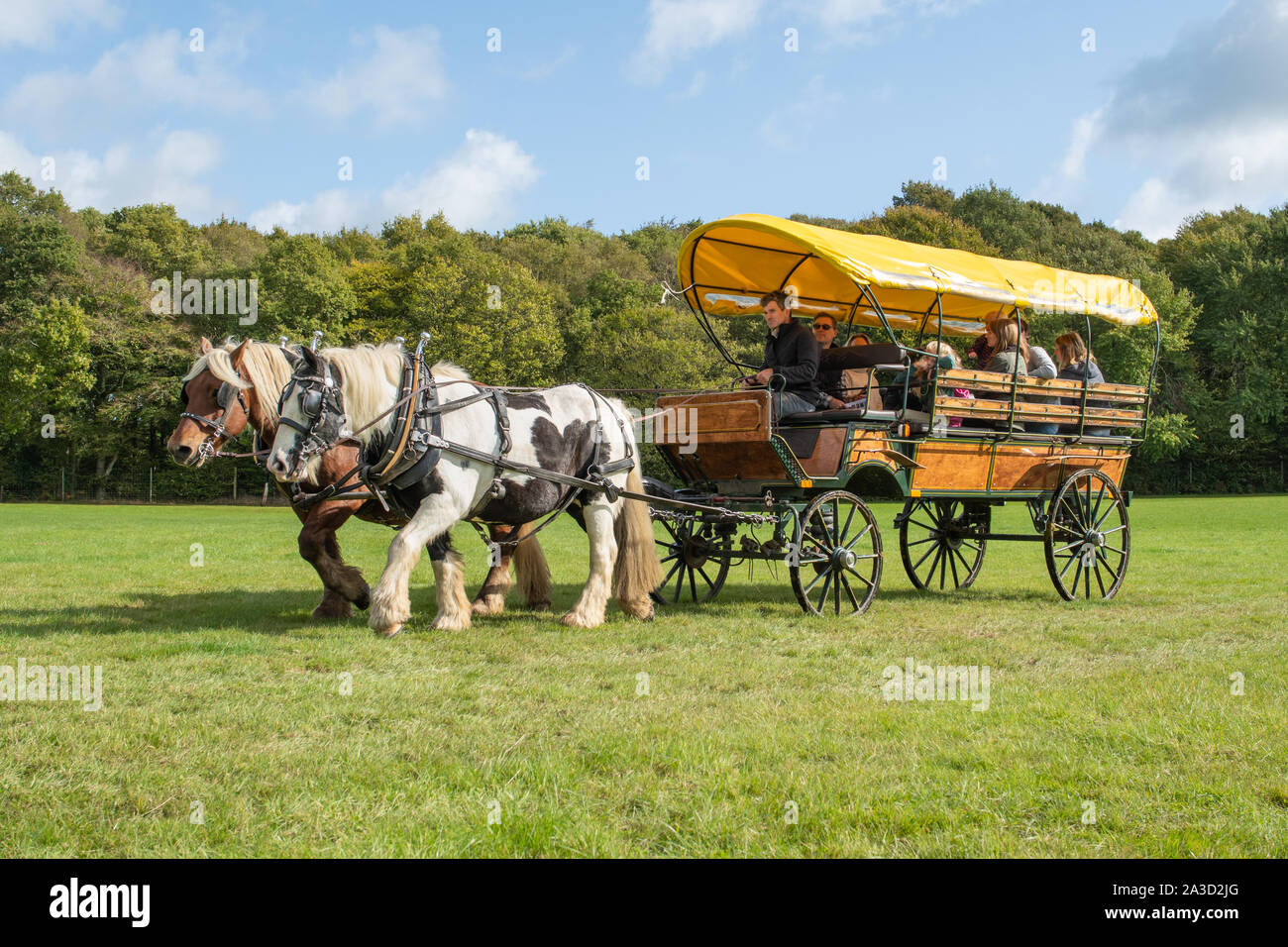 Passeggiate a cavallo e in carrozza presso la Surrey Hills Wood Fair, Regno Unito. Carthorses che tira un carro coperto. Foto Stock