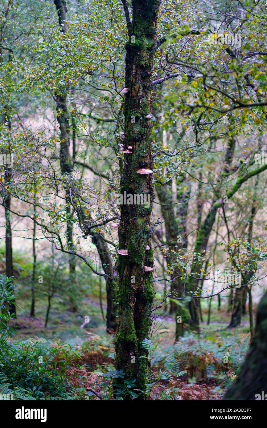 Albero con funghi selvatici fungo nella foresta Foto Stock