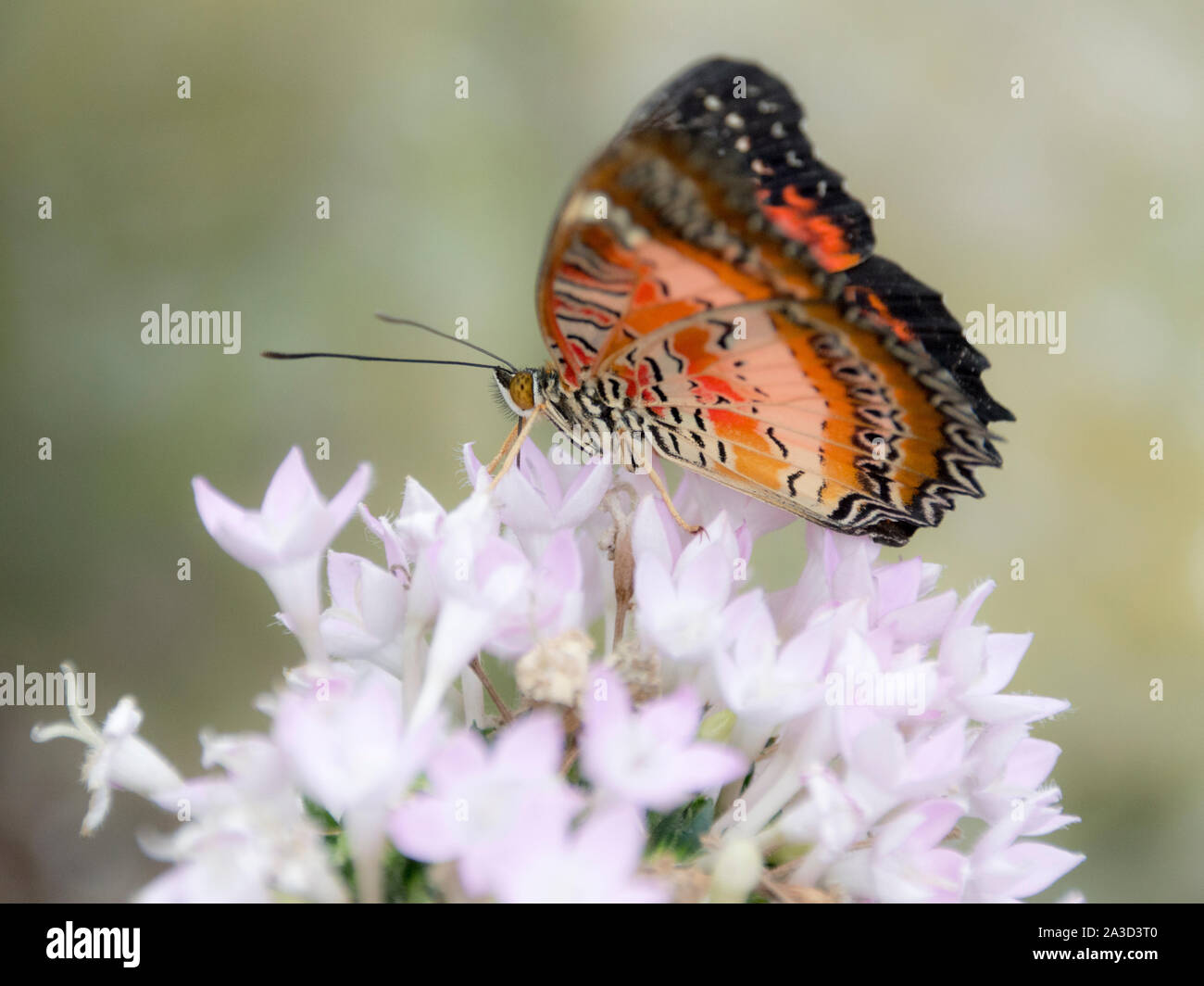 Red lacewing butterfly (Cethosia Biblis) Foto Stock