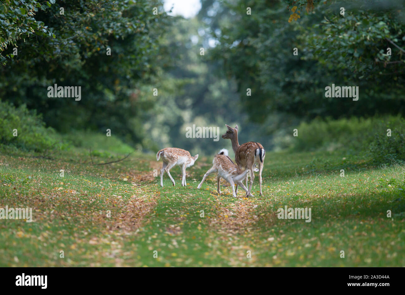 Daini doe e cerbiatti, Charlecote Park, Warwickshire Foto Stock