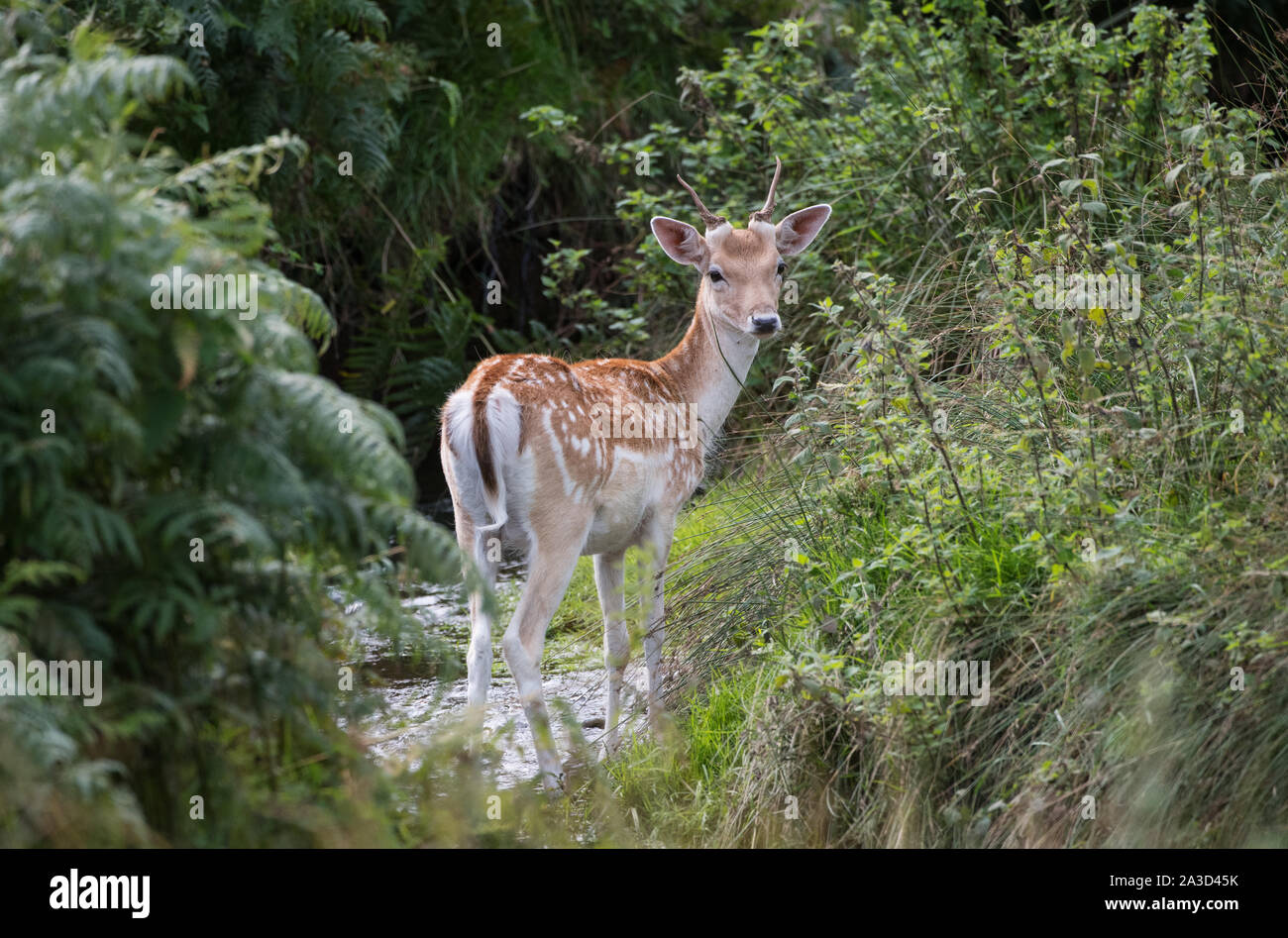 I capretti maschio Daino Foto Stock