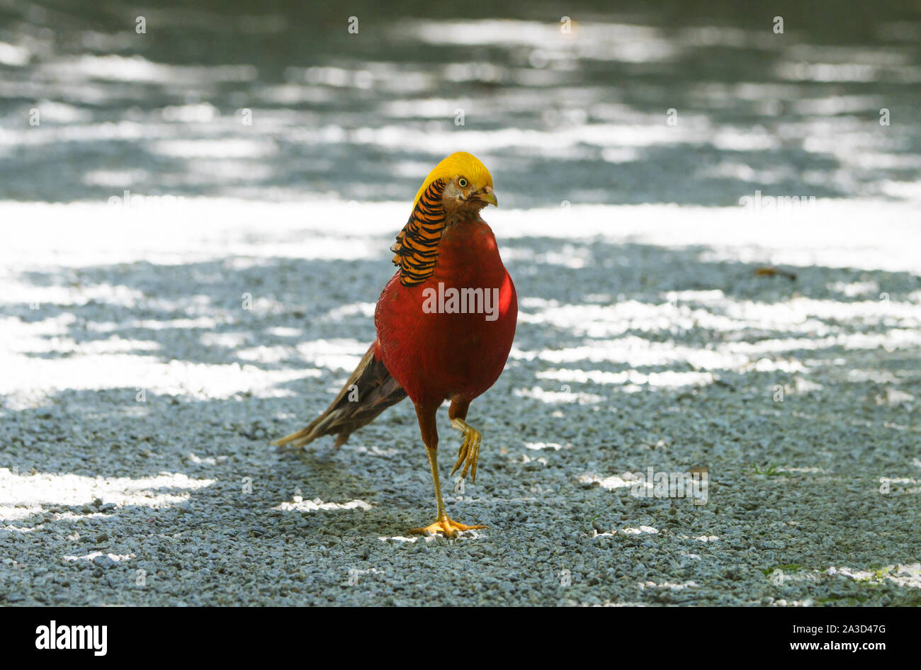 Golden Pheasant, Tresco giardini, Tresco, Isole Scilly Foto Stock