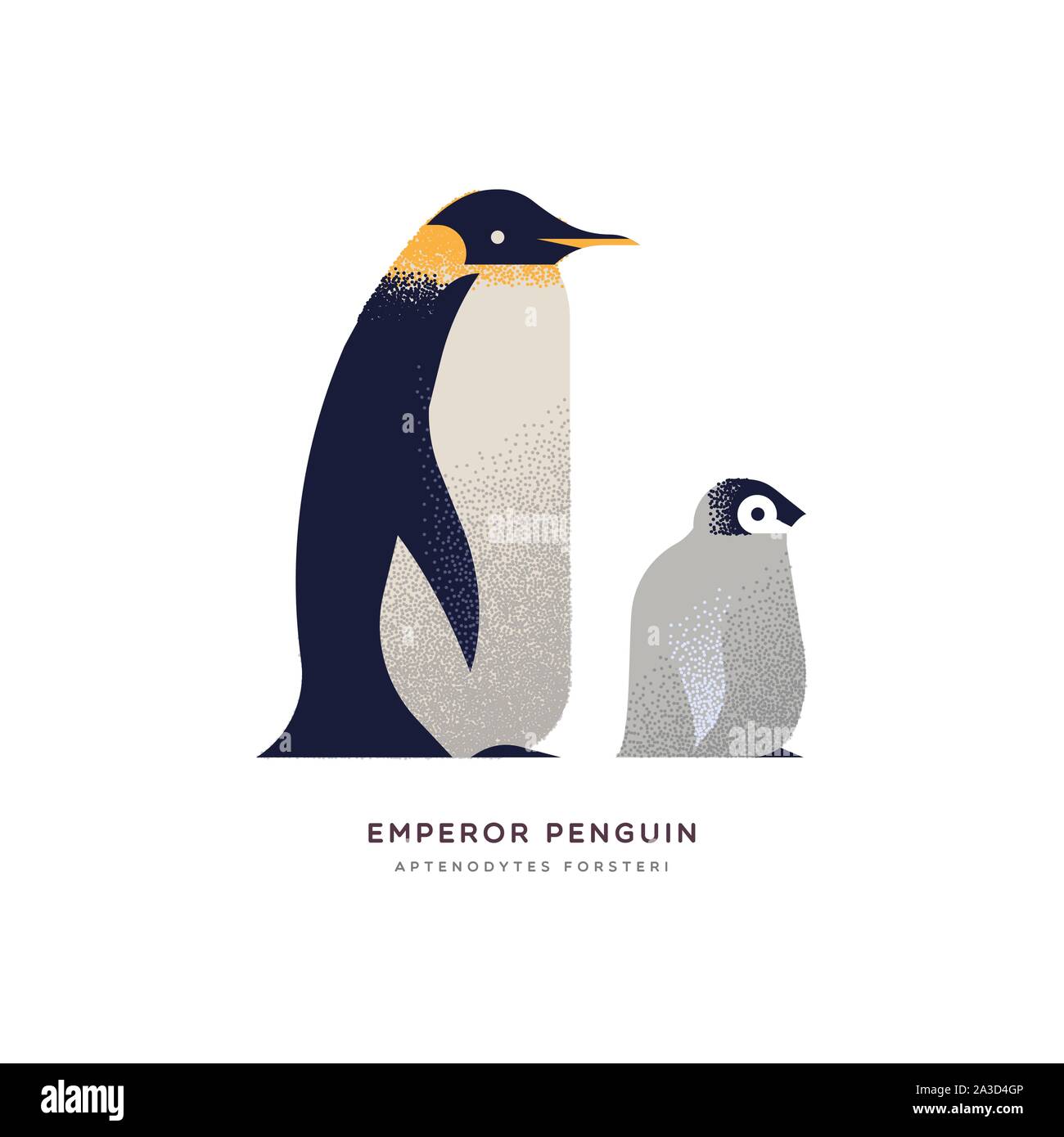 Pinguino imperatore illustrazione isolato su sfondo bianco, in via di estinzione animale polare concetto. Istruzione di progettazione della fauna selvatica con specie di fauna nome etichetta. Illustrazione Vettoriale