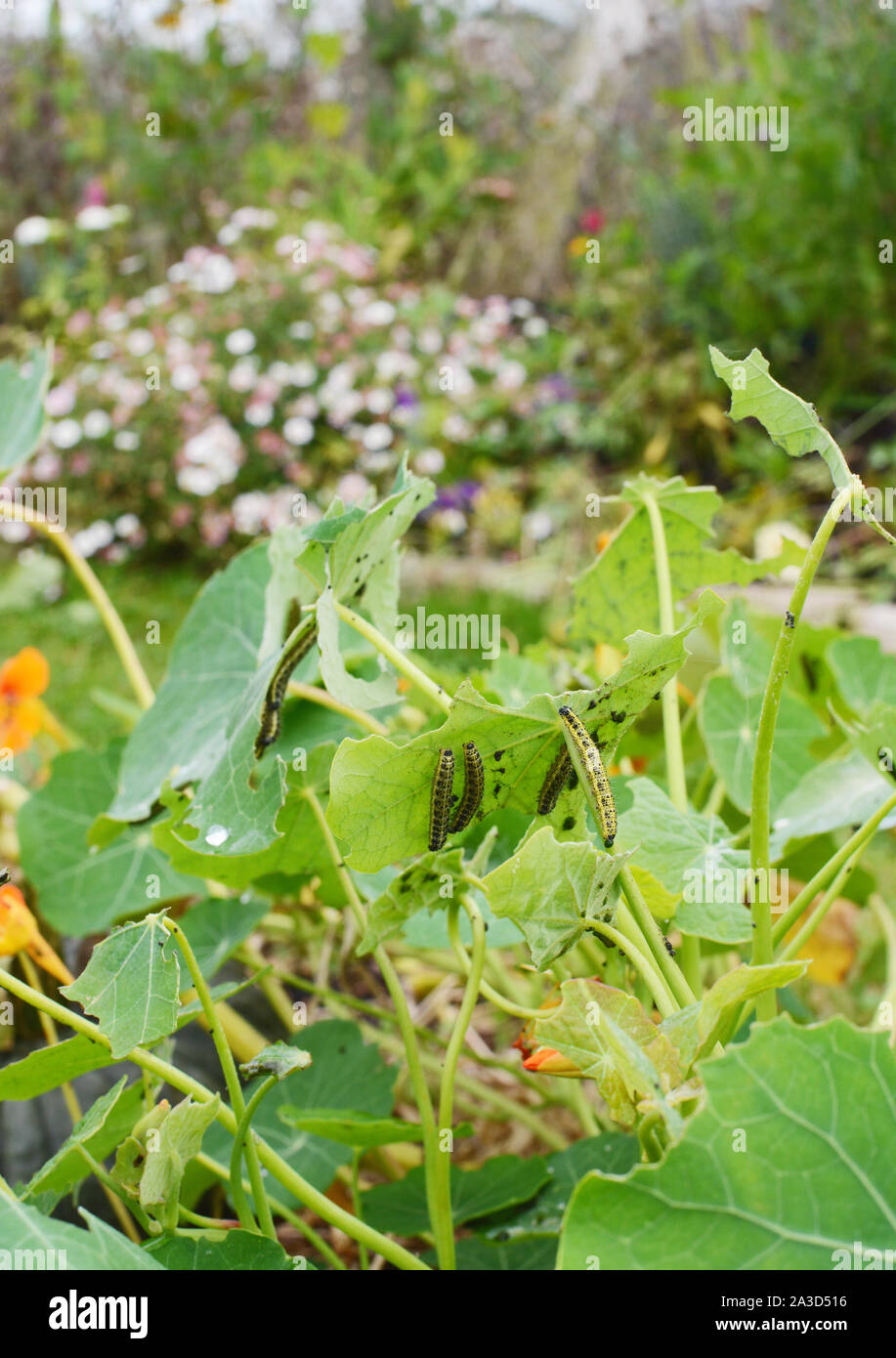 Molti cavolo bianco di alimentazione i bruchi sul fogliame di un nasturtium in un giardino fiorito Foto Stock