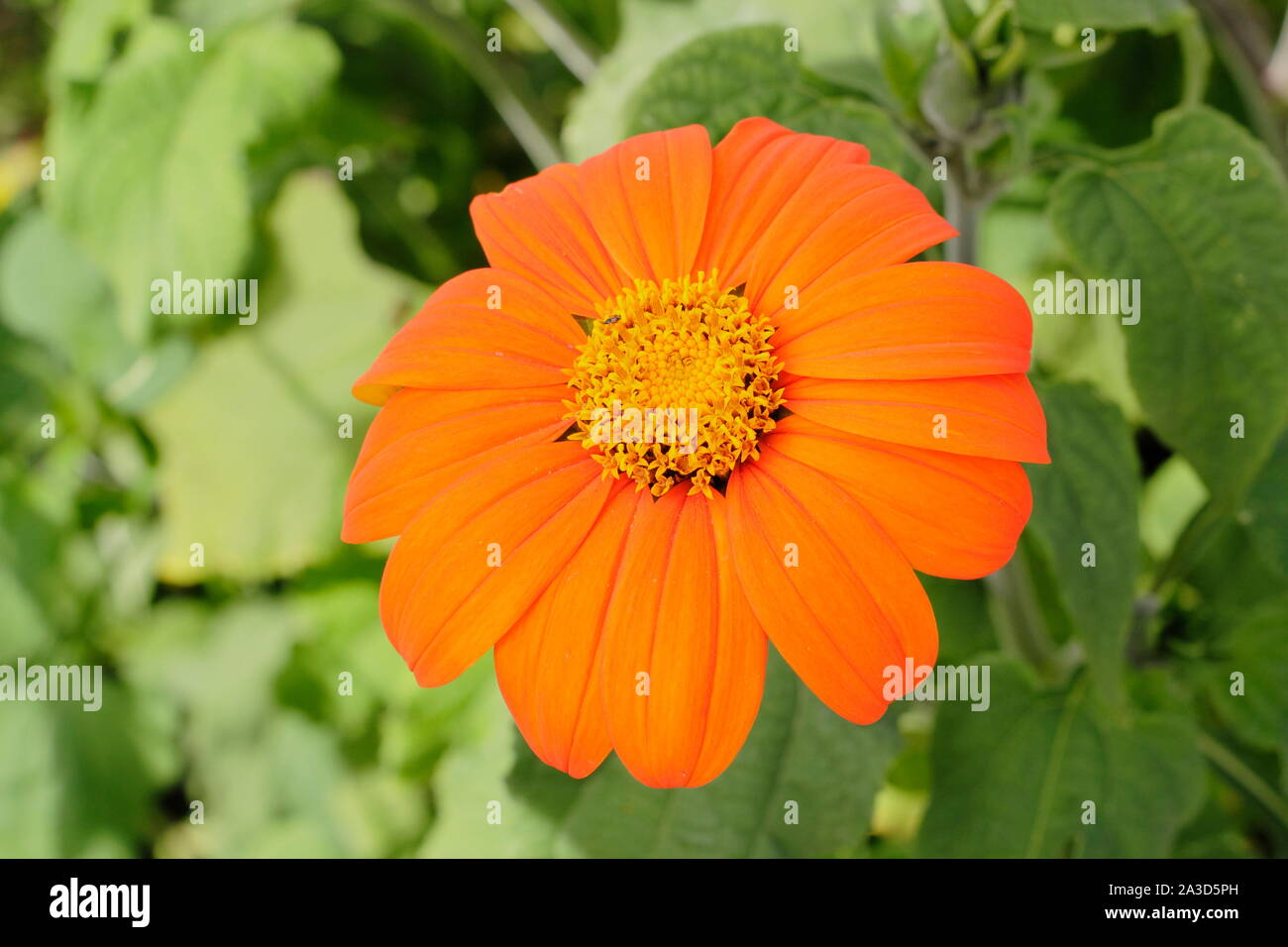 Tithonia rotundifolia "Torcia' fioritura in una tarda estate giardino - Settembre. Regno Unito Foto Stock