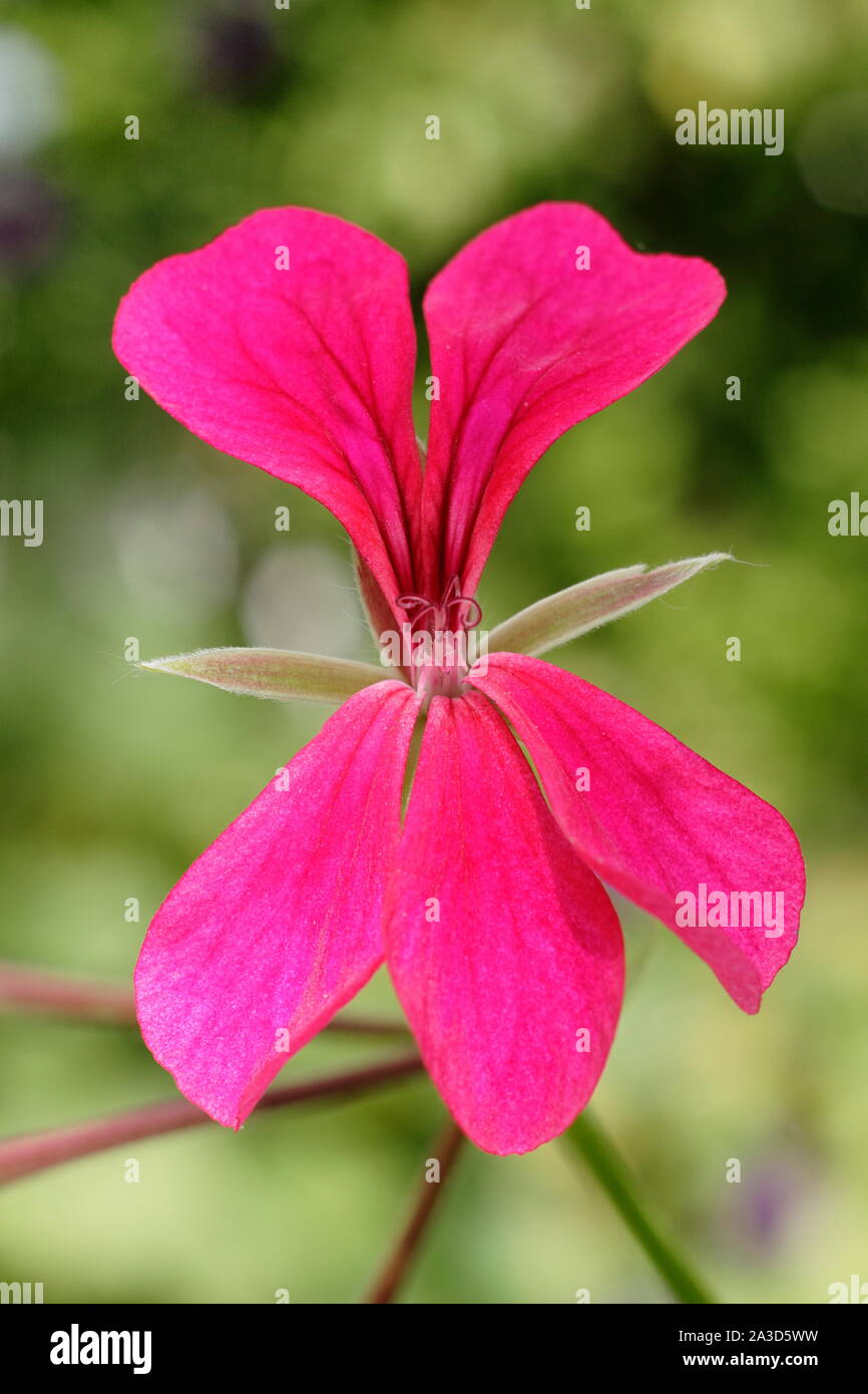 Pelargonium 'Surcouf' - ivy lasciava geranio visualizzazione profonda caratteristica boccioli rosa. Regno Unito Foto Stock