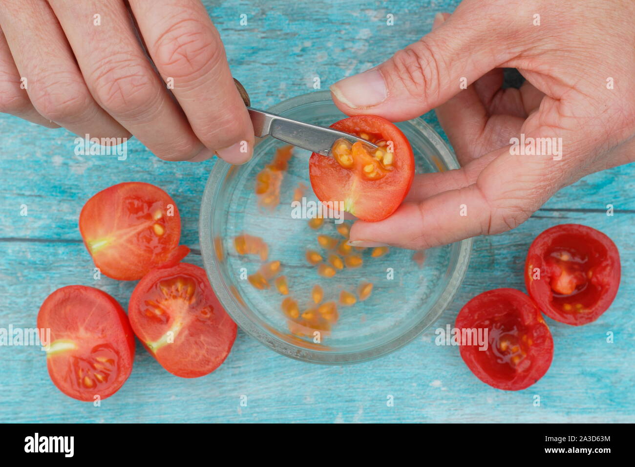 Solanum lycopersicum. I semi di pomodoro sono raccolto in acqua per rimuovere i loro rivestimenti prima di setacciatura, essiccazione e salvare i semi. Regno Unito Foto Stock